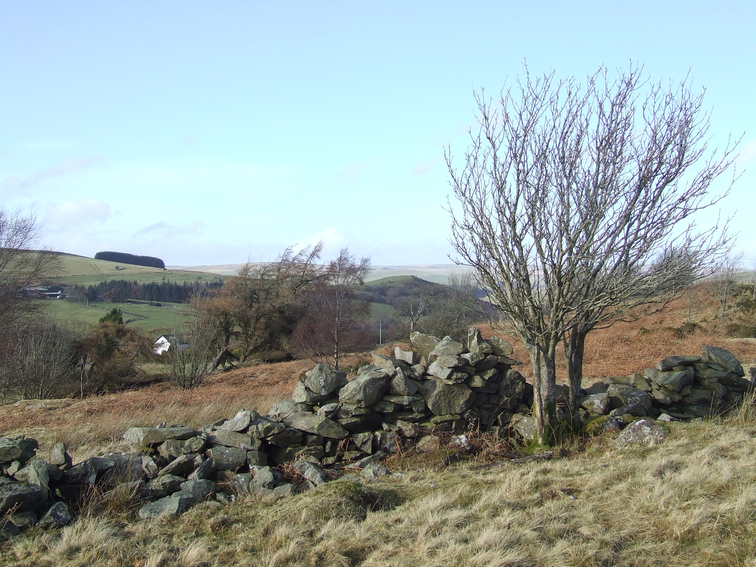 THE TREE NO 1 Bill Bagley Photography